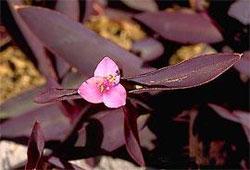 Сеткреазия пурпурная (Setcreasea Purpurea)